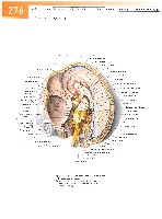 Sobotta Atlas of Human Anatomy  Head,Neck,Upper Limb Volume1 2006, page 283